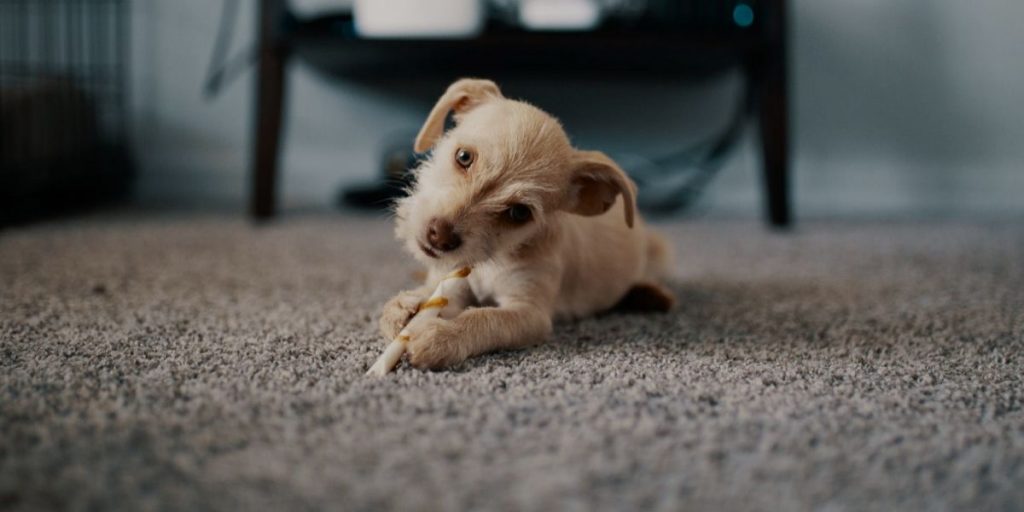 How Often Should Carpets Be Vacuumed?