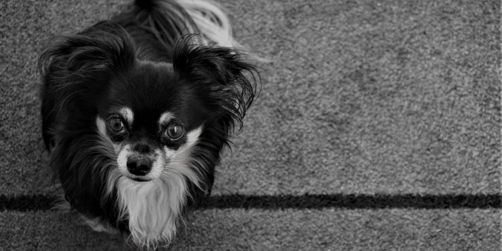 How Often Should Carpets be Replaced?