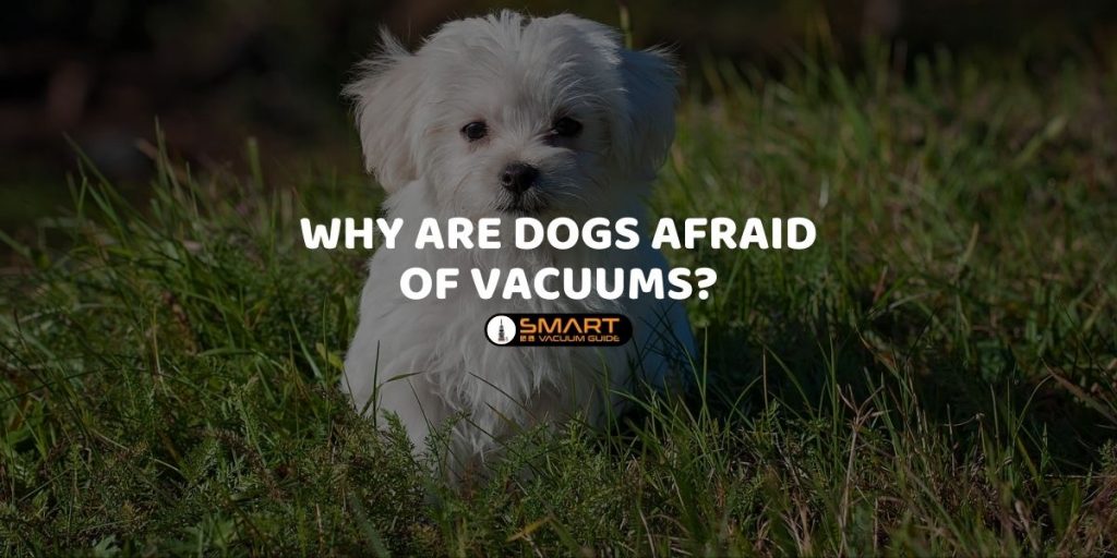 Why are dogs afraid of vacuums?