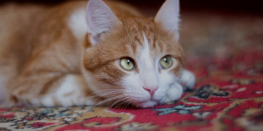 How to Clean Up Cat Litter On a Carpet?